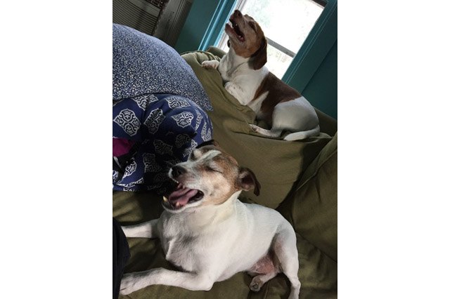 Dogs sneezing