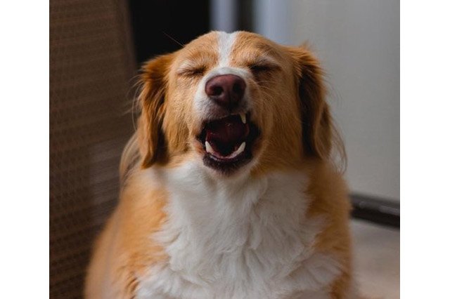 Dogs sneezing