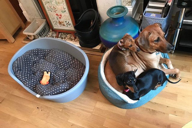 Dogs using other dogs as pillows