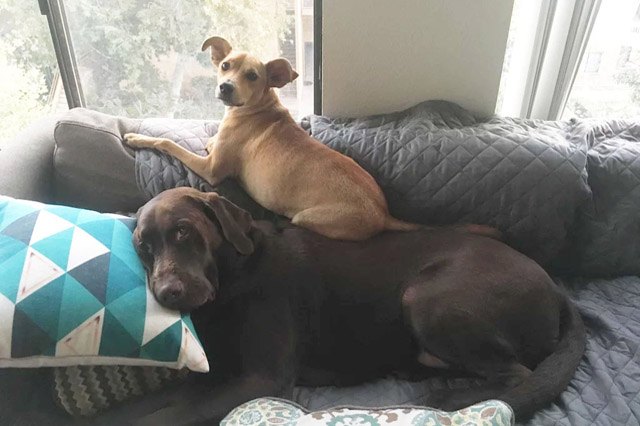 Dogs using other dogs as pillows