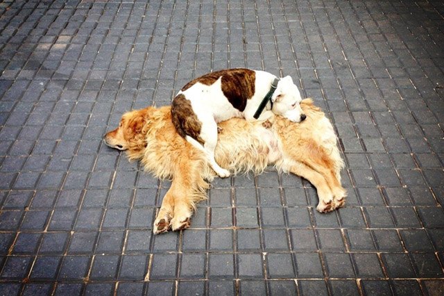 Dogs using other dogs as pillows