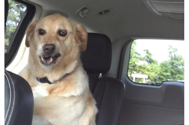 Dogs sneezing