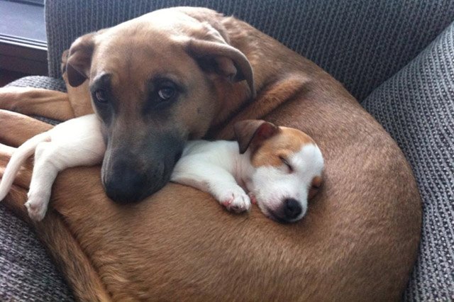 Dogs using other dogs as pillows