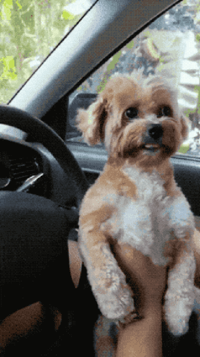 Dogs sneezing