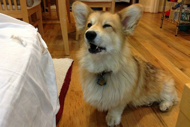 Dogs sneezing