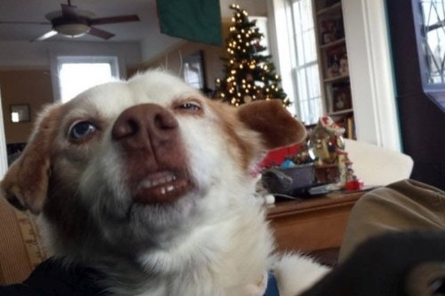 Dogs sneezing