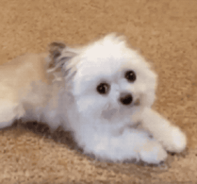 Dogs sneezing