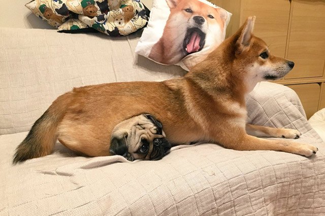 Dogs using other dogs as pillows