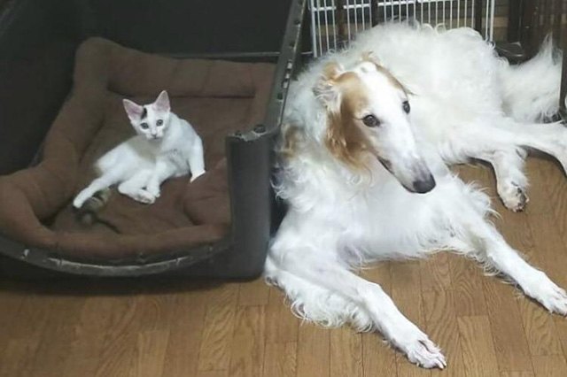 Cats stealing dog beds