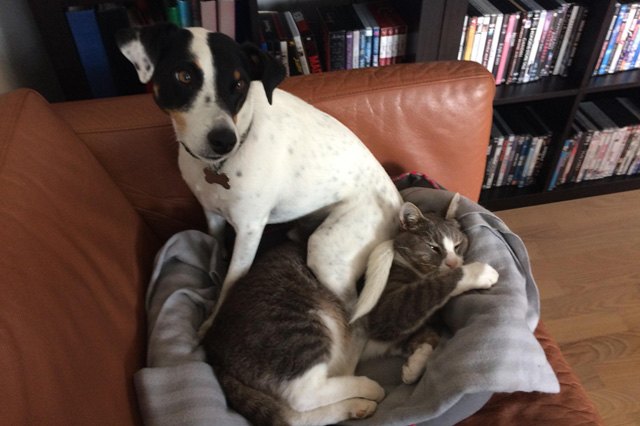 Cats stealing dog beds