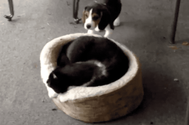 https://i.imgur.com/KVfmQDP.gifv