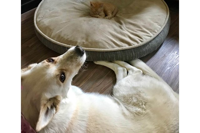 Cats stealing dog beds