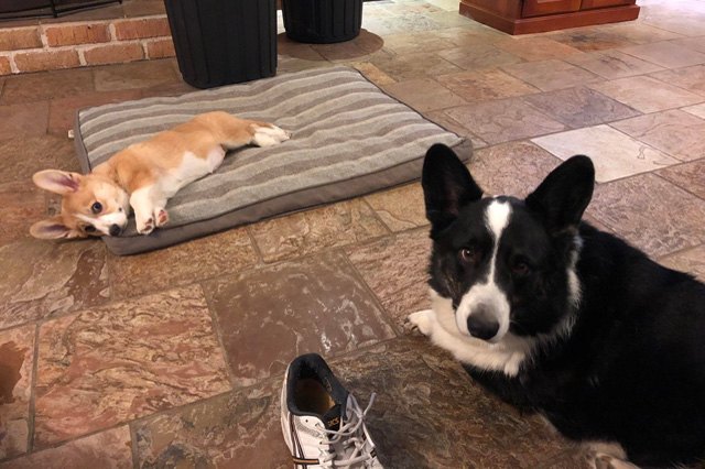 Cats stealing dog beds