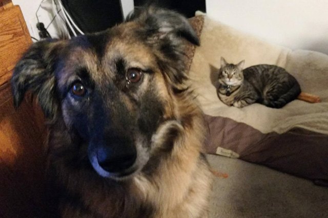 Cats stealing dog beds