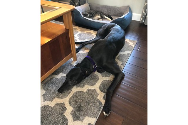 Cats stealing dog beds