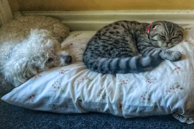 Cats stealing dog beds