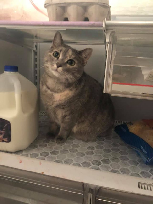 lost cat named Peeve found in fridge