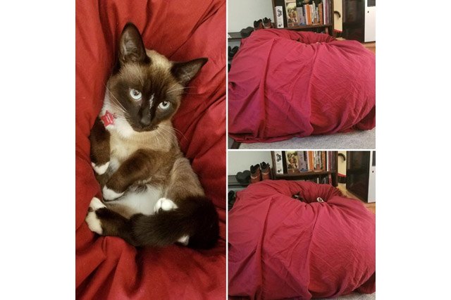 Cat sinking into a big red beanbag chair.