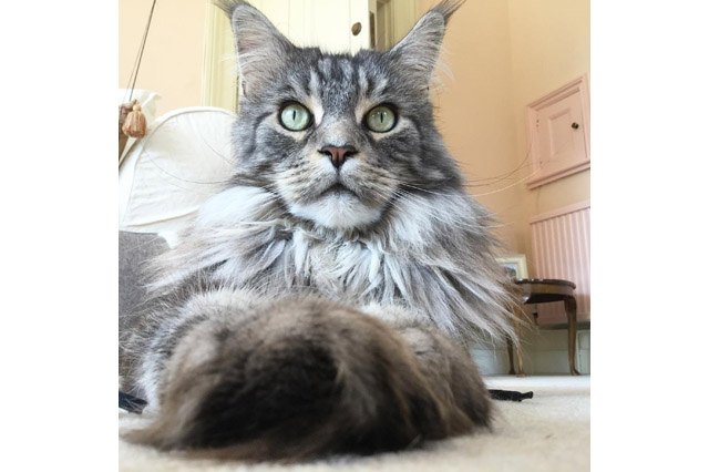 25 pets with big paws and huge mitts