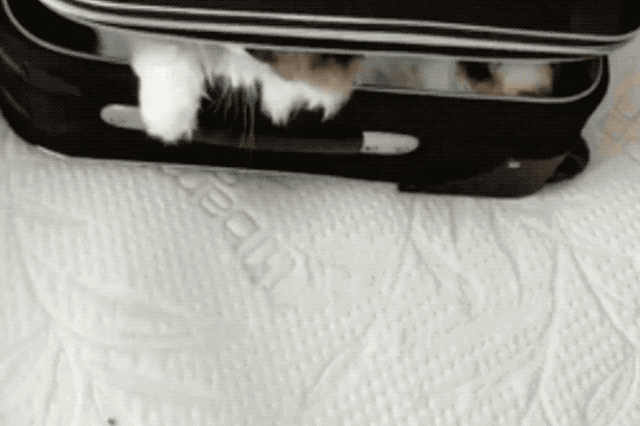 Cats napping in a suitcase