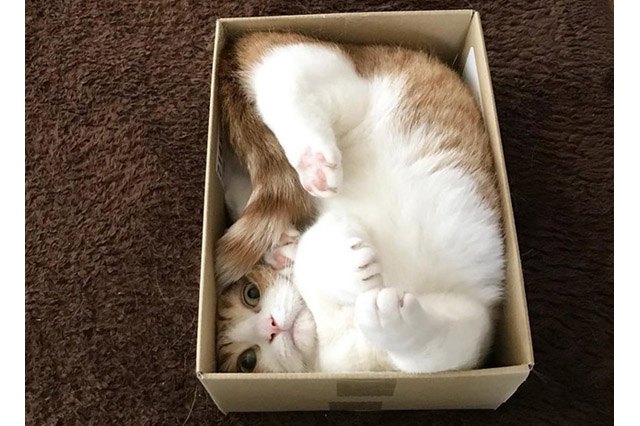 Cat squeezed into a small cardboard box.