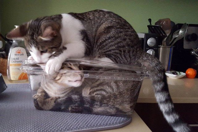Cat sitting on lid of plastic box with another cat inside.