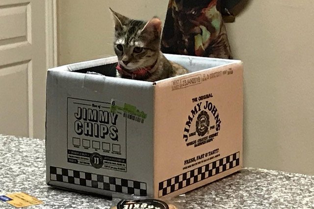 Cat sitting in a shipping box for Jimmy John's chips.