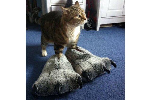 25 pets with big paws and huge mitts