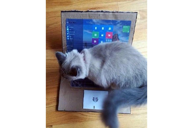 Cat sitting on a cardboard "laptop."