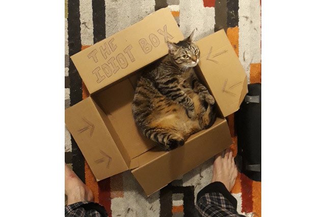 Cat in a cardboard box that says "The Idiot Box"