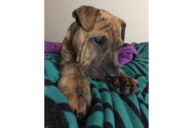 25 pets with big paws and huge mitts