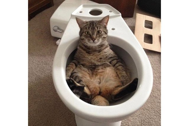 Cat sitting in an empty toilet
