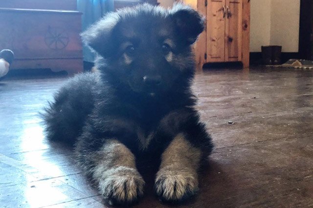 25 pets with big paws and huge mitts