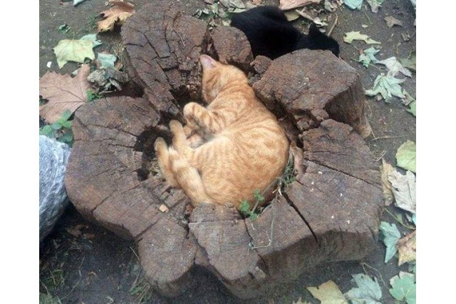 Cat curled up in indentation in a tree stump.