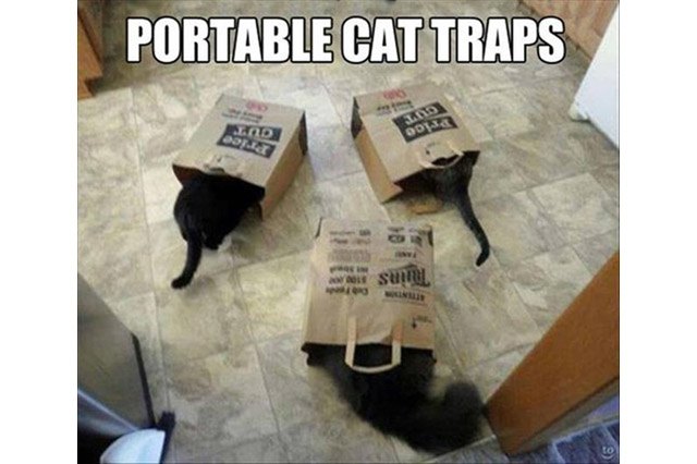 Three cats sticking their heads in paper grocery bags.