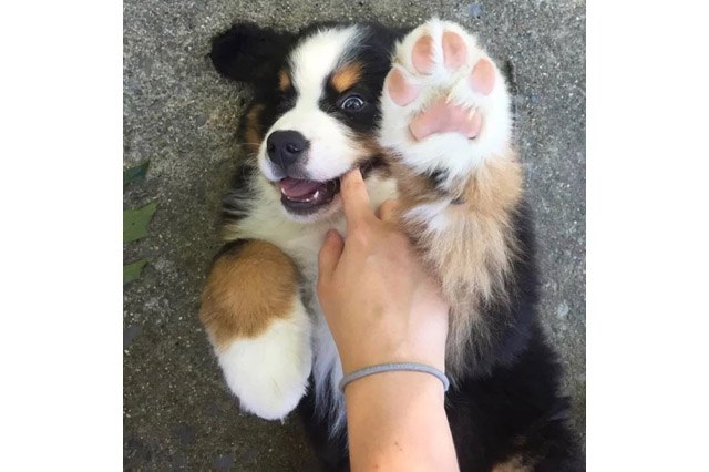 25 pets with big paws and huge mitts