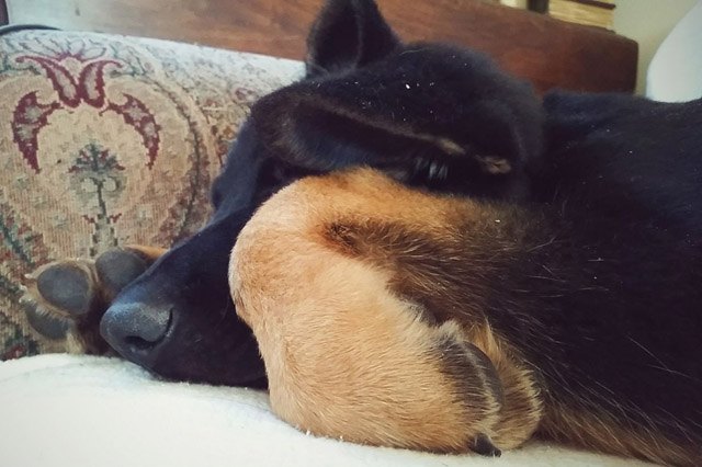 25 pets with big paws and huge mitts