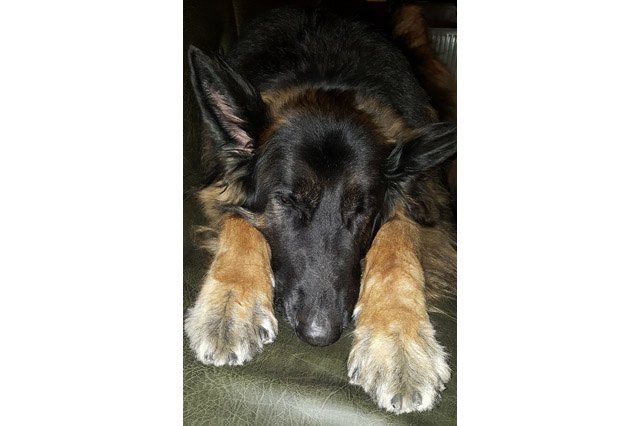 25 pets with big paws and huge mitts