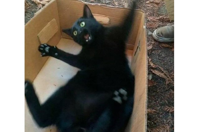 Cat falling into a cardboard box.
