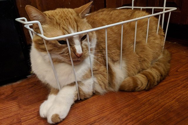 Cat in a wire basket.