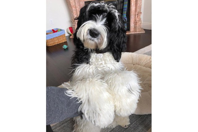 25 pets with big paws and huge mitts