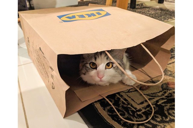 Cat in an Ikea bag.