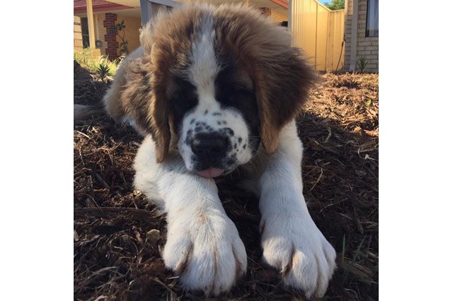 25 pets with big paws and huge mitts