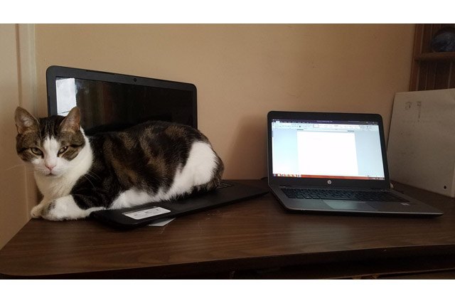 Cat sitting on a laptop next to another laptop.