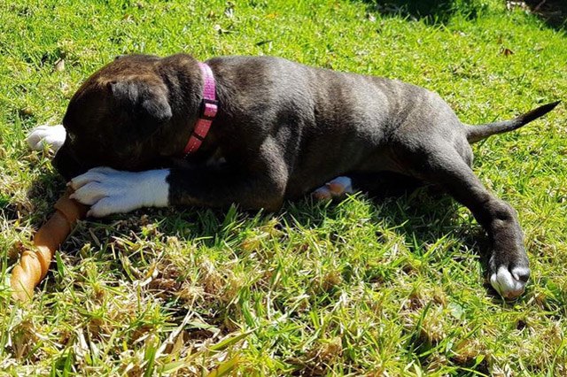 25 pets with big paws and huge mitts