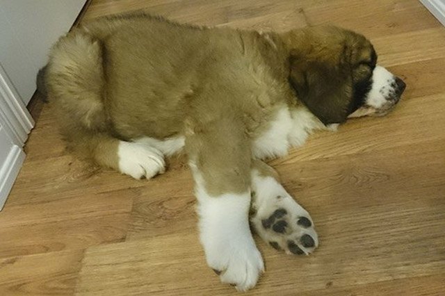 25 pets with big paws and huge mitts