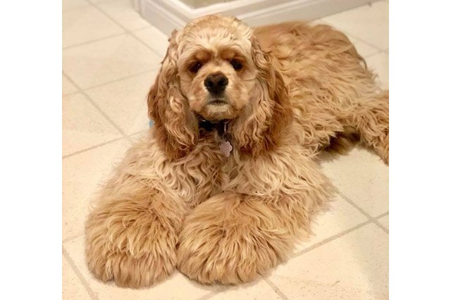 25 pets with big paws and huge mitts