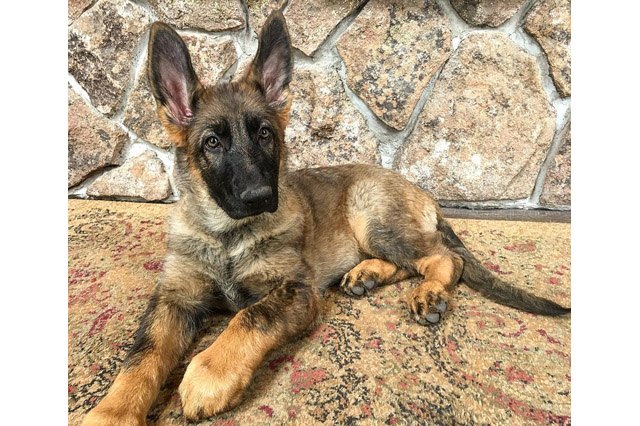 25 pets with big paws and huge mitts