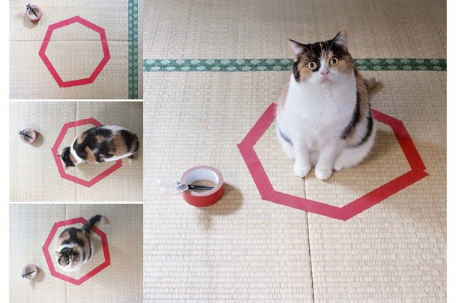 Cat walking into a circle of tape on the floor.