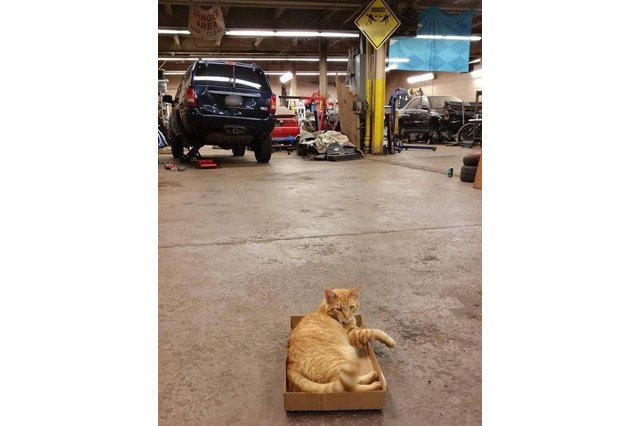 Cat sitting in a cardboard box in a mechanic's garage.